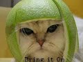 Funny animals