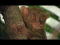 PETA Commercial (2013) (Television Commercial)