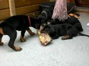 Dobermann Kennel Russkaja Mechta (i-litter)