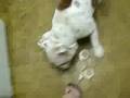 videos de escupiendo pelotas xD