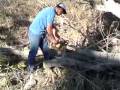 viejos leñadores no le atina