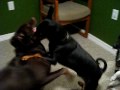 Max, Godiva and Adina playing