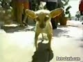 Yo Quiero Taco Bell (1997 Commercial)
