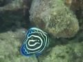 Juvenile Emperor Angelfish