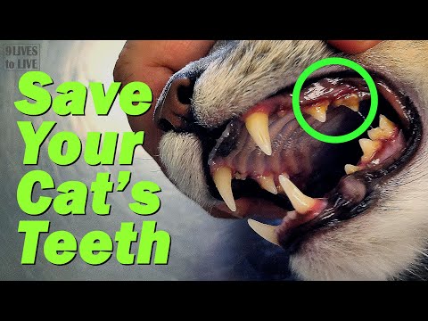 How to Keep Your Cat's Teeth Healthy: Did I Cause My Cat's Tartar?
