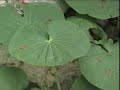 Vídeo em comemoração ao centenário da Umbanda, apresentando e identificando 15 plantas medicinais usadas frequentemente por pretos-velhos e índios.