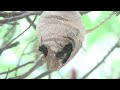 Wasp Nest in Malaysia Wasp Nest in Malaysia