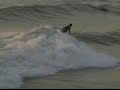 Blackies Surfing at Newport Beach