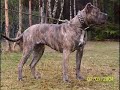 Dogo Canario Deutschland Welpen Spanien-Linie Www.Alanos.de