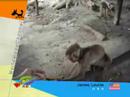 Zoos\\???\\Jardines zoológicos\\????????\\Zoo\\????????? Zoos\\???\\Jardines zoológicos\\????????\\Zoo\\?????????