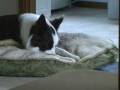 videos de Oh, Those Embarrassing Home Videos