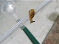 ????????????Bipalium nobile