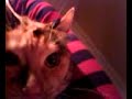 cat eats warhead