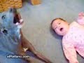 bebe vs perro/dog vs baby