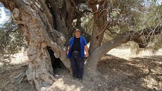 زياتين كفر ياسيف