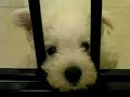 Westie Puppy Week 8 bored 3