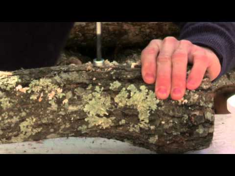 how to grow shiitake mushrooms