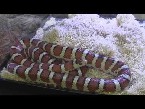 YouTube reptile video