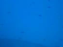 Hawaii Green Sea Turtle