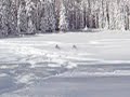 Snowmobiling 07 in Bailer  Park