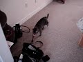 Mykanos and her trick