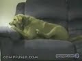 Crazy Dog Attacks His Own Paw Crazy Dog Attacks His Own Paw