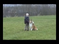 Rough Collie going out