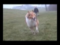 Rough Collie going out