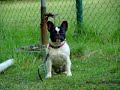 das_ist_kein_hund.wmv das_ist_kein_hund.wmv