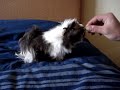 my-cute-guinea-pig-making-tricks.html