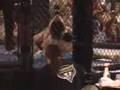 videos de Tom's 5th Fight
