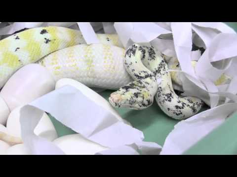 YouTube reptile video