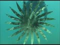 buceo submarino en coveta  alicante 