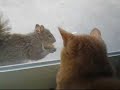 Our new friend The Squirrel Our new friend The Squirrel