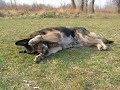 Szaman sztuczki Szaman sztuczki
