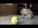 Chester and the TuffBall