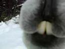 inca-est-en-tabarnak.html