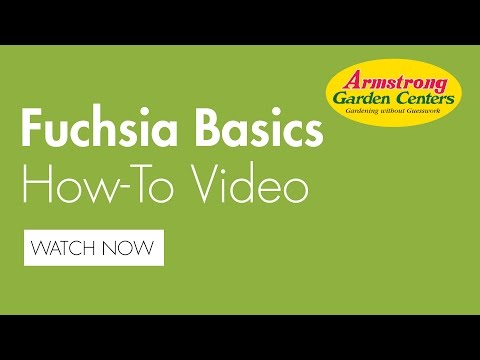 how to care fuchsia
