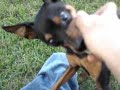 My Dogs