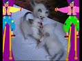 les chatons de titan et tiphaine ont 1 mois et 7 jours