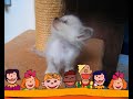 les chatons de titan et tiphaine ont 1 mois et 7 jours