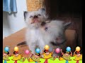 les chatons de titan et tiphaine ont 1 mois et 7 jours