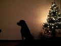 Shuman & Angel-Eye with our rottweiler Bo as backing vocal