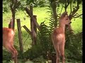 Roe Deer