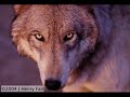path with a crying wolf