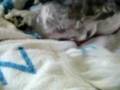 Puppy Birth 