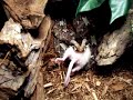 New Rhino Viper's First Feed