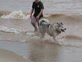 Dogs at the Beach