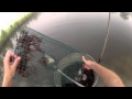 Crawfishing