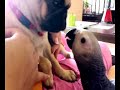 yaco besando a carlino
